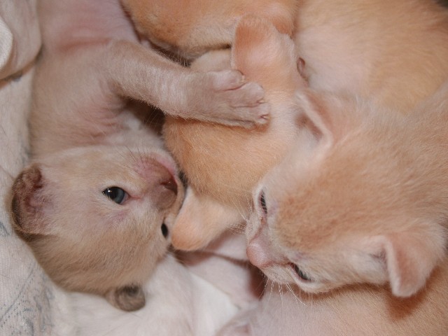 ../Images/Burmakitten_F_007.jpg