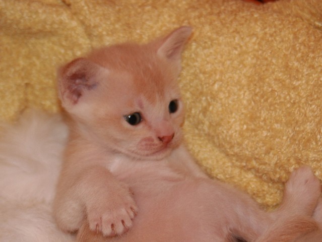 ../Images/Burmakitten_F_008.jpg