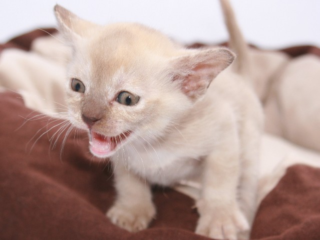 ../Images/Burmakitten_F_009.jpg