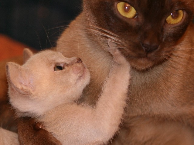 ../Images/Burmakitten_F_011.jpg