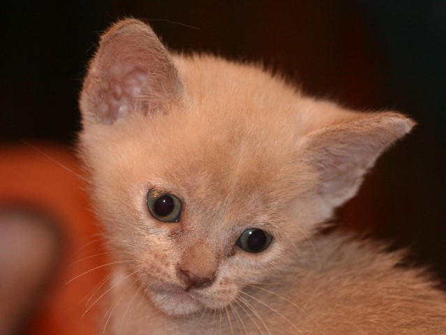 ../Images/Burmakitten_F_012.jpg