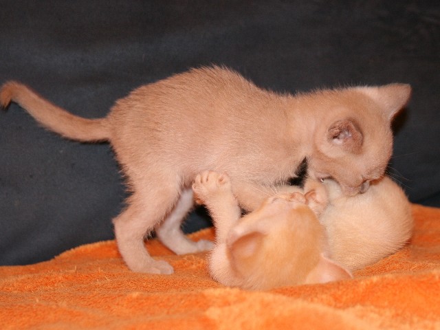 ../Images/Burmakitten_F_015.jpg