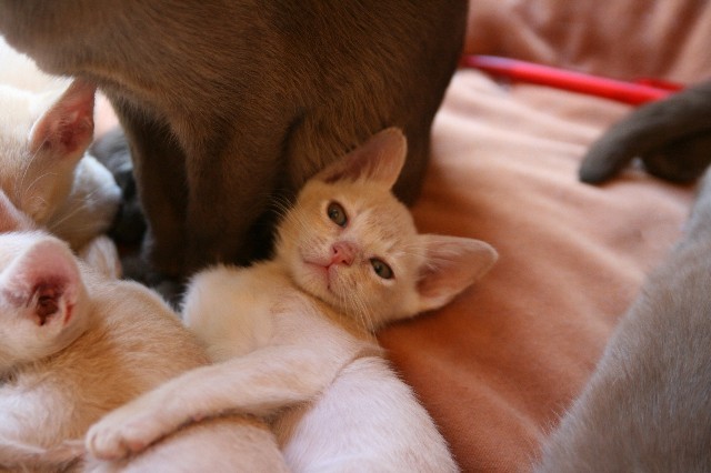 ../Images/Burmakitten_F_017.jpg